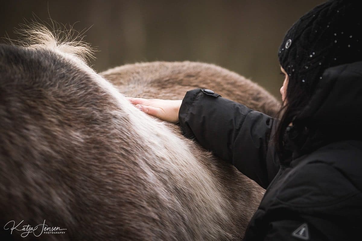 Mørk hest set i nærbillede